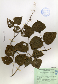 Specimen thumbnail